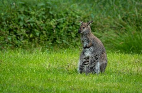 kangaroo joey pump manual pdf